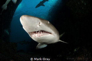 Grey nurse sharks inside the cave a Fish Rock by Mark Gray 
